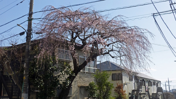 ご近所の枝垂桜