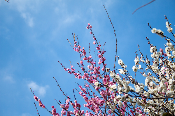桜実会隣の梅の木