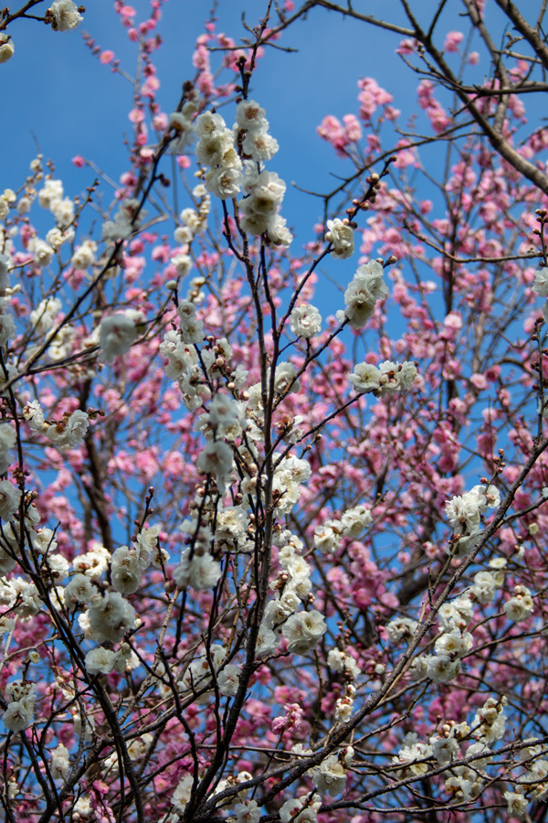 桜実会隣の梅の木